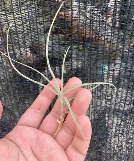 CATEGORY Tillandsia | 【Good Field】エアープランツ専門店