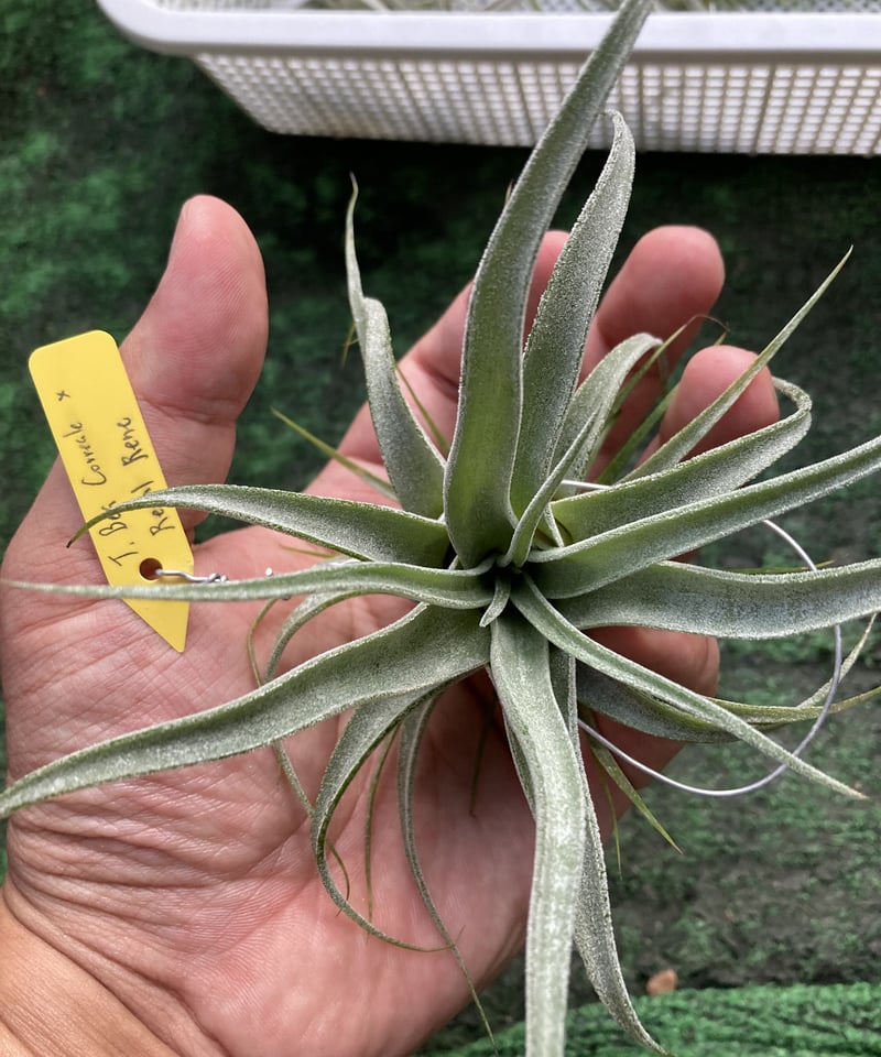 Ꭲ.Bea Correale x Ꭲ.Regal Rene | 【Good Field】エアー