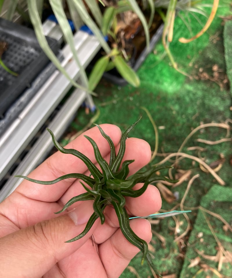 ティランジアペディセラタ　ブルボーサタイニーダンサーセット ティランジアペディセラタ ブルボーサタイニーダンサーセット Ꭲ