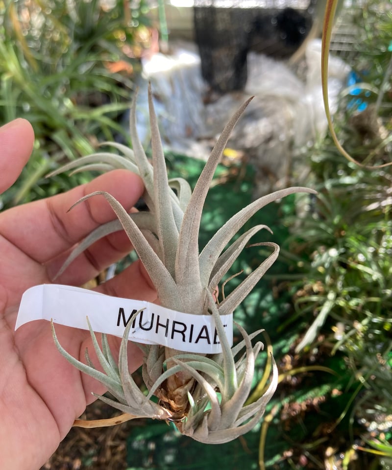 専用】プルメリア様 Tillandsiaおまとめ購入ページ 専用