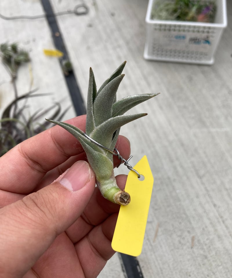 Ꭲ.edithae var.araucariifolia | 【Good Field】エアープ