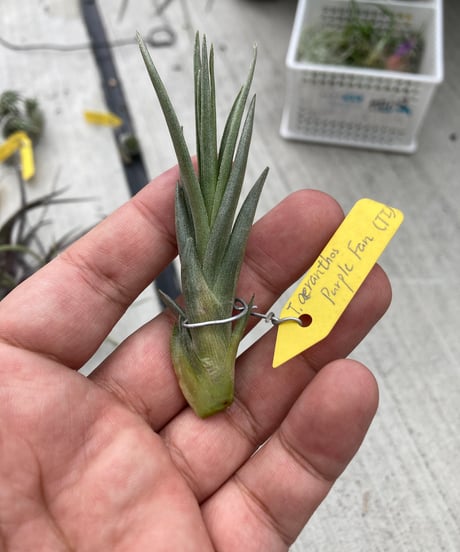 CATEGORY 原種 | 【Good Field】エアープランツ専門店