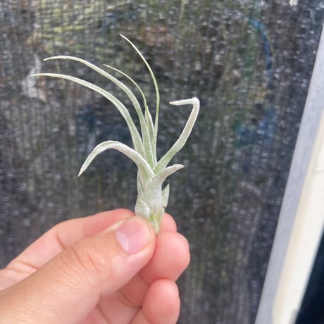 New Tillandsia Handbook ハードカバー New Tillandsia Handbook