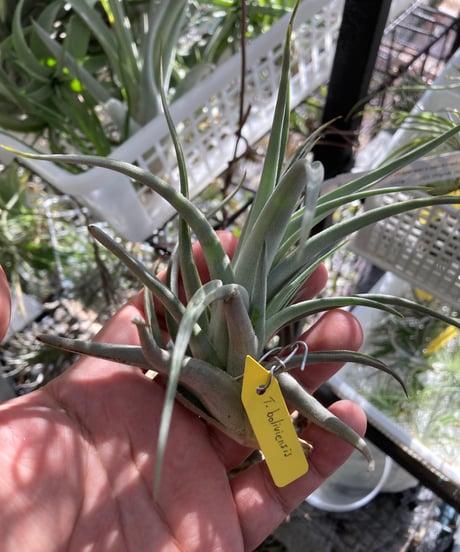 CATEGORY Tillandsia | 【Good Field】エアープランツ専門店