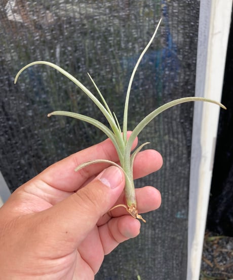 CATEGORY Tillandsia | 【Good Field】エアープランツ専門店
