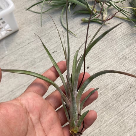 エアプランツ　mic STORES エアープランツの検索結果