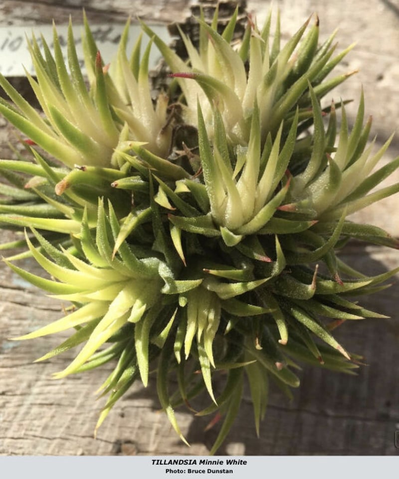 ブロメリア・エアープランツ Tillandsia Minnie White Ꭲ.Minnie White | 【Good Field】エアープランツ専門店