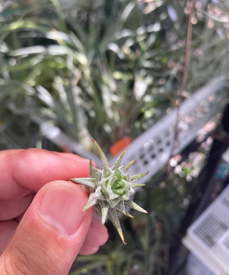 Ꭲ.ionantha var vanhyningii minor | 【Good Field】 Ꭲ.ionantha var vanhyningii minor | 【Good Field】