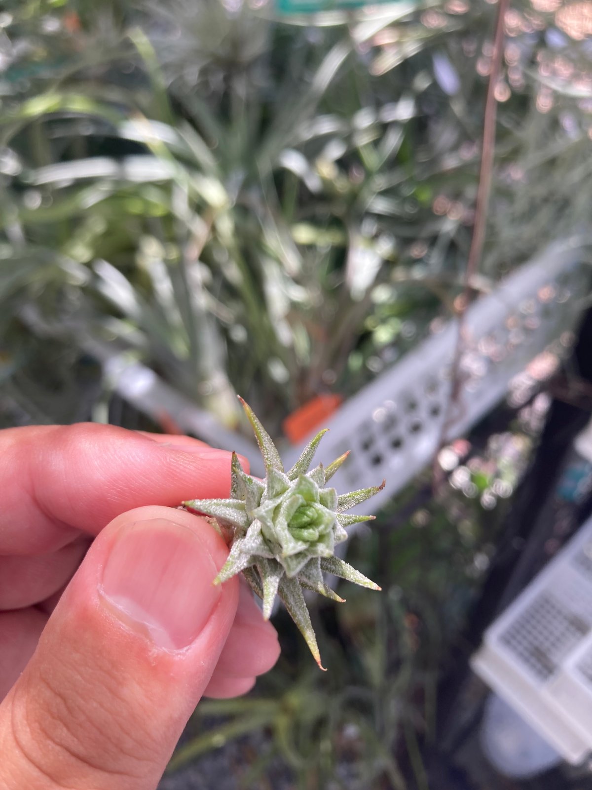 Ꭲ.ionantha var vanhyningii minor | 【Good Field】 Ꭲ.ionantha var vanhyningii minor | 【Good Field】