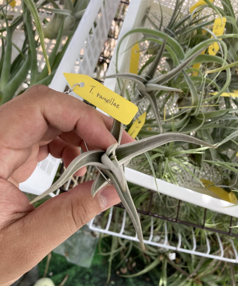 Tillandsia Ramellae 速達発送 Tillandsia Ramellae 速達発送