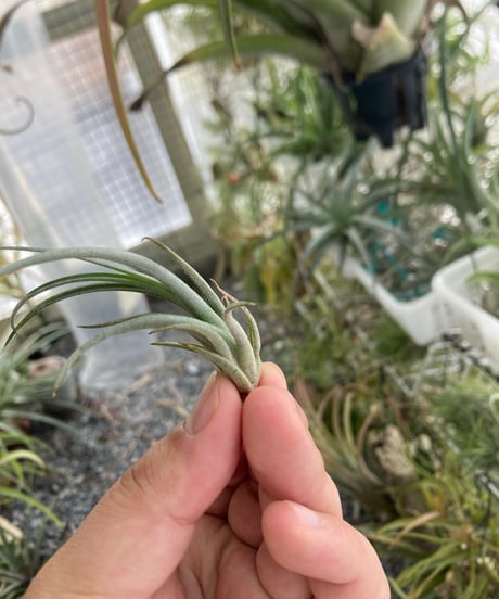 Ꭲ.zecheri cafayatensis | 【Good Field】エアープランツ専門店