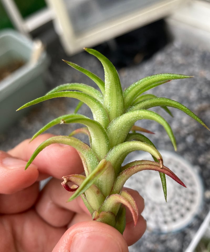 Ꭲ.Vanhyningii variegata | 【Good Field】エアープランツ専門店