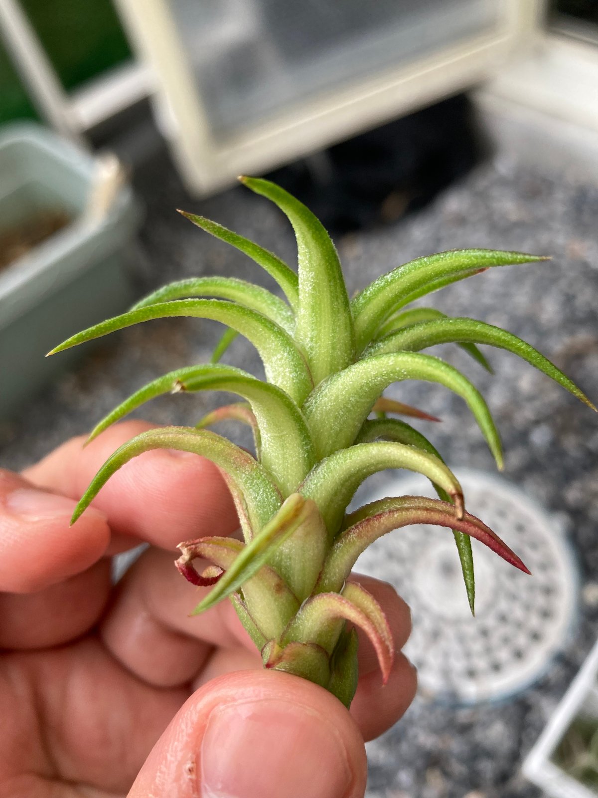 Ꭲ.Vanhyningii variegata | 【Good Field】エアープランツ専門店