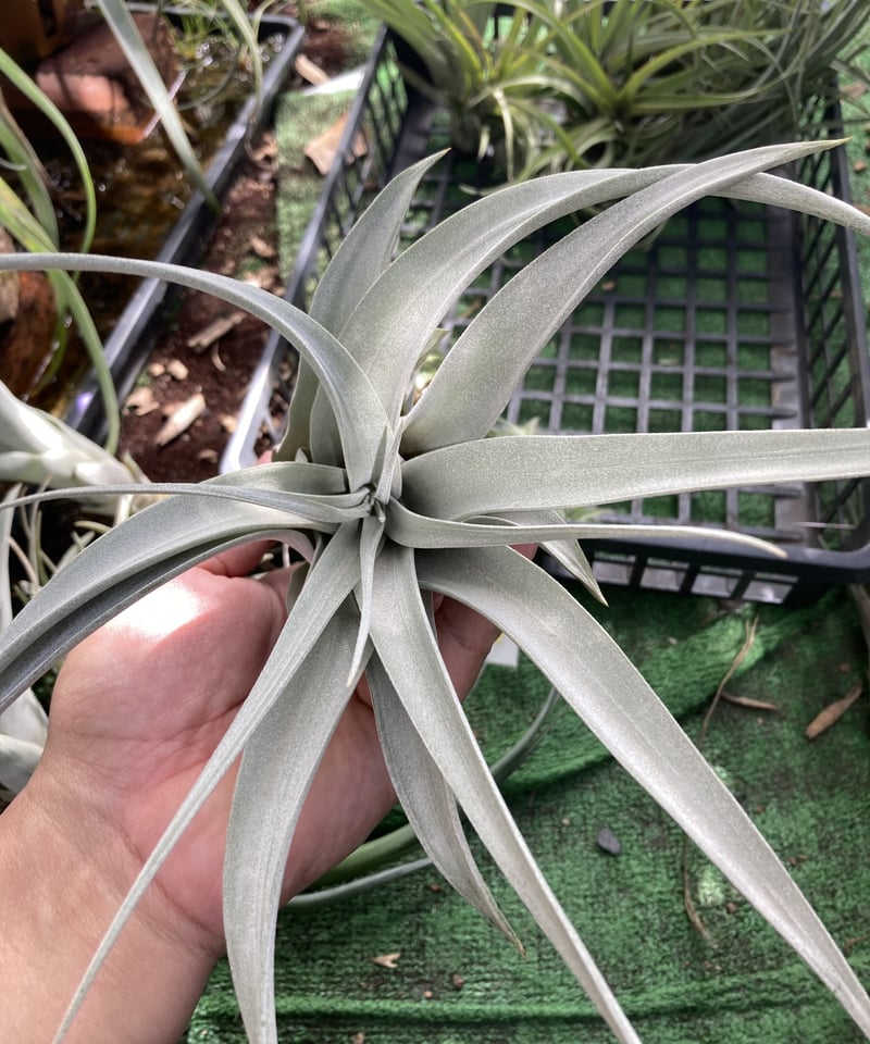 チランジア ファシクラータ, Red-Multi Bract 【公式通販】