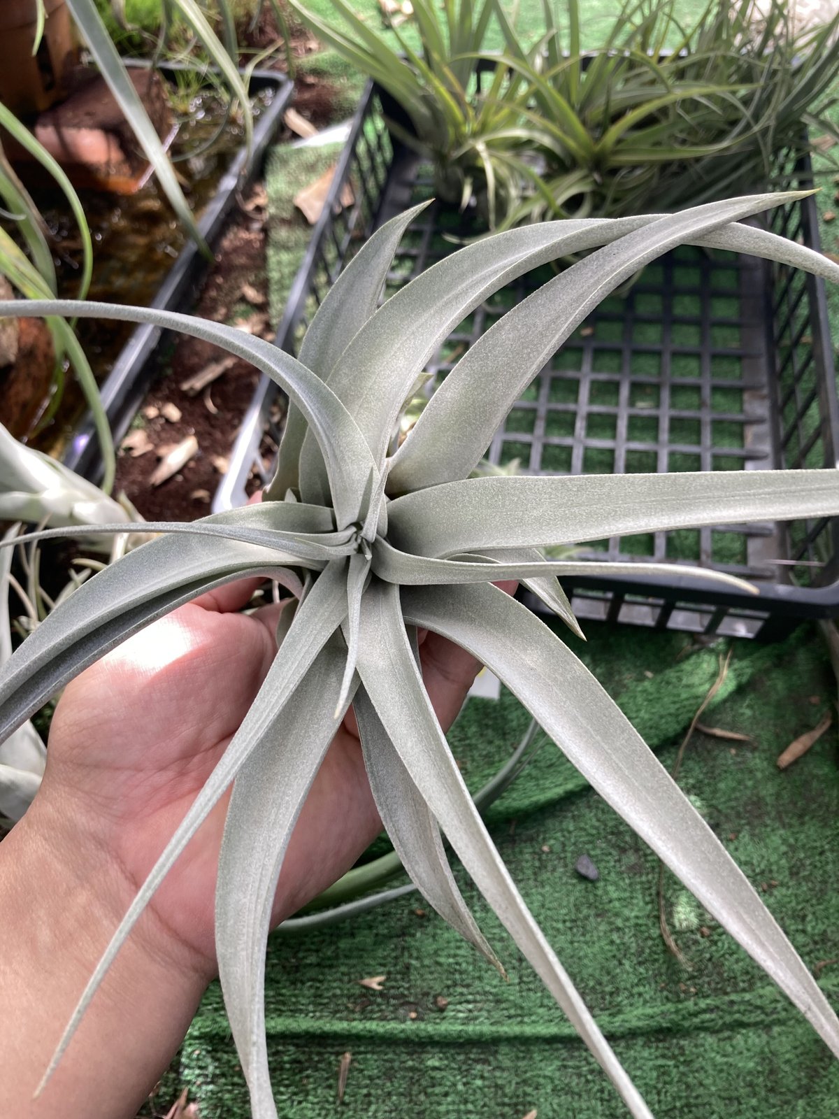 Ꭲ.xerographica x Ꭲ.chiapensis Red bract | 【Good