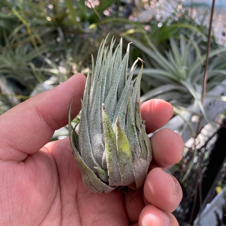 tillandsia | STORES