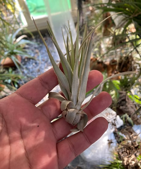 CATEGORY Tillandsia | 【Good Field】エアープランツ専門店