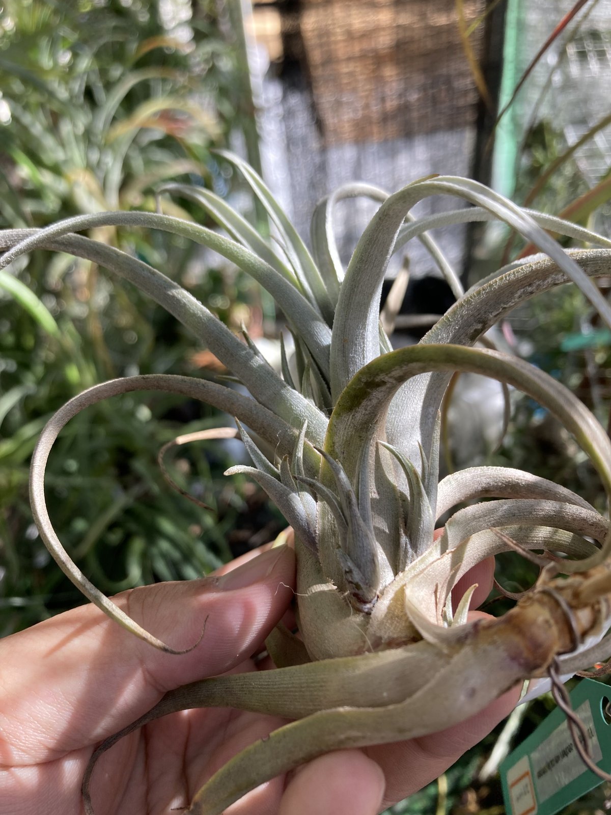 T.zecheri ver.cafayatensis | 【Good Field】エアープラン T.zecheri ver.cafayatensis | 【Good Field】エアープラン
