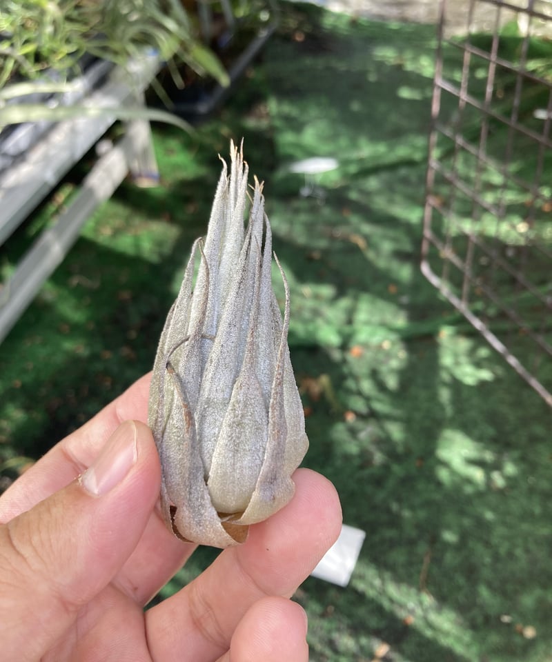 Ꭲ.heubergeri | 【Good Field】エアープランツ専門店