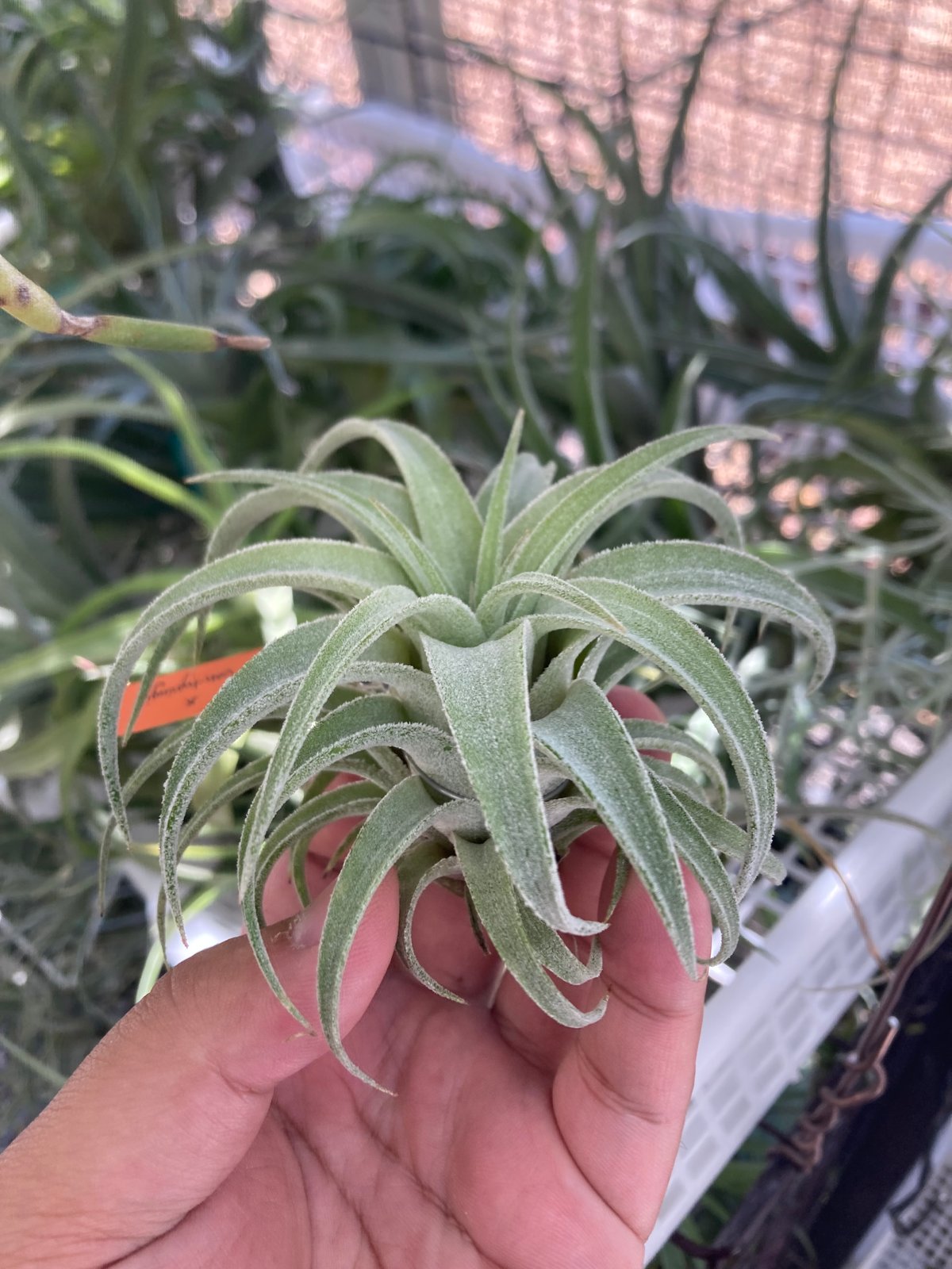 T.Bea Correale x Ꭲ.ionantha var. vanhyningii |