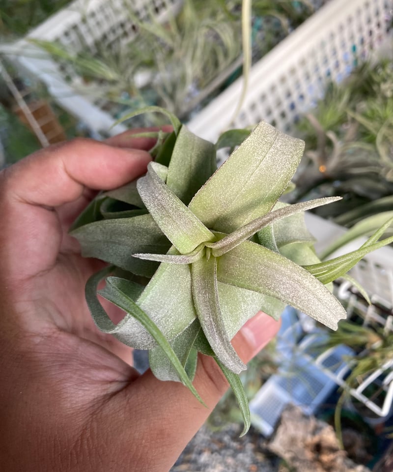 Ꭲ.Bea Correale x Ꭲ.Regal Rene | 【Good Field】エアー