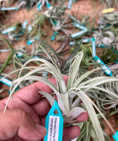 チランジア Pang Maralyn CATEGORY Tillandsia | 【Good Field】エアー