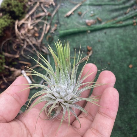 STORES エアープランツの検索結果