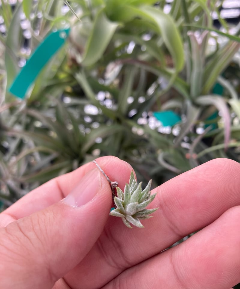 Ꭲ.ionantha ver. vanhyningii Minor | 【Good Field Ꭲ.ionantha ver. vanhyningii Minor | 【Good Field