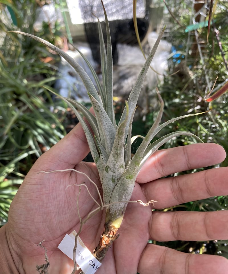 ブロメリア・エアープランツ T. Fuego Yellow Wally Berg T'S TROPICALS T.camargoensis | 【Good Field】エアープランツ専門店