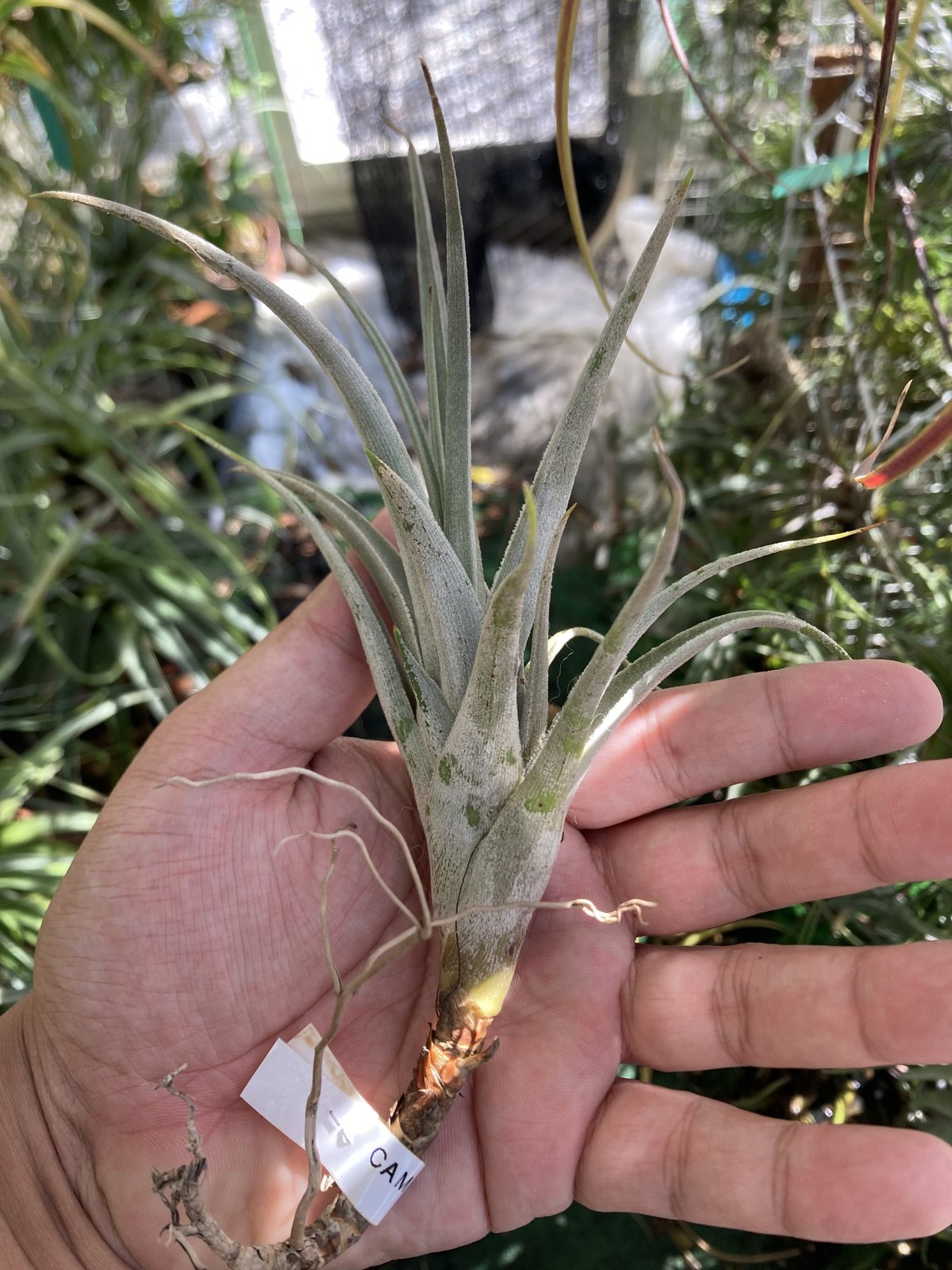 T.camargoensis | 【Good Field】エアープランツ専門店 T.camargoensis | 【Good Field】エアープランツ専門店