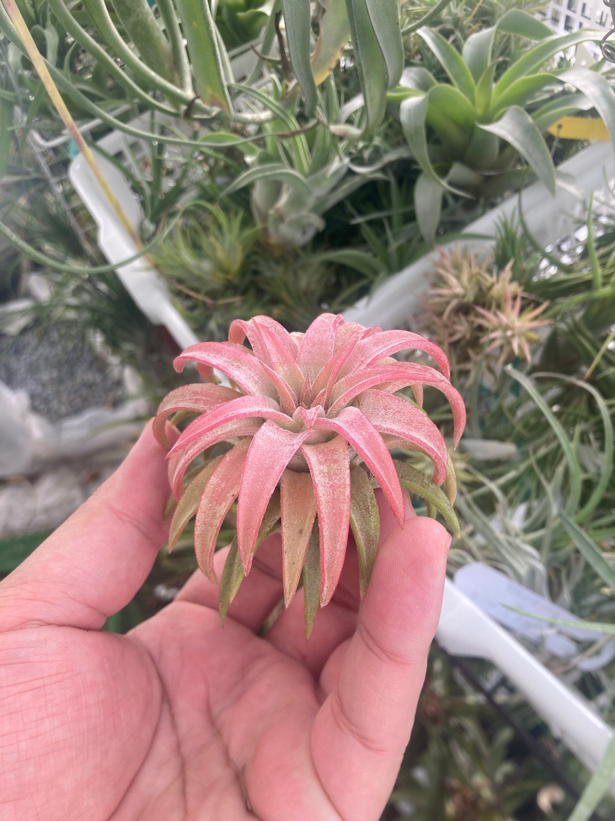 ブロメリア・エアープランツ T.ionantha var. van-hyningii JUMBO fit=scale-down,w=1200