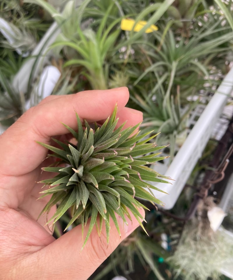 Ꭲ.ionantha Totem Pole | 【Good Field】エアープランツ専門店
