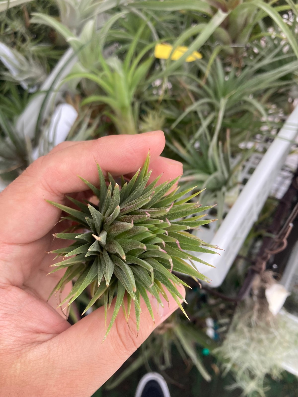 Tillandsia Ionantha Fuego Totem Pole 速達 Tillandsia Ionantha Fuego Totem Pole 速達