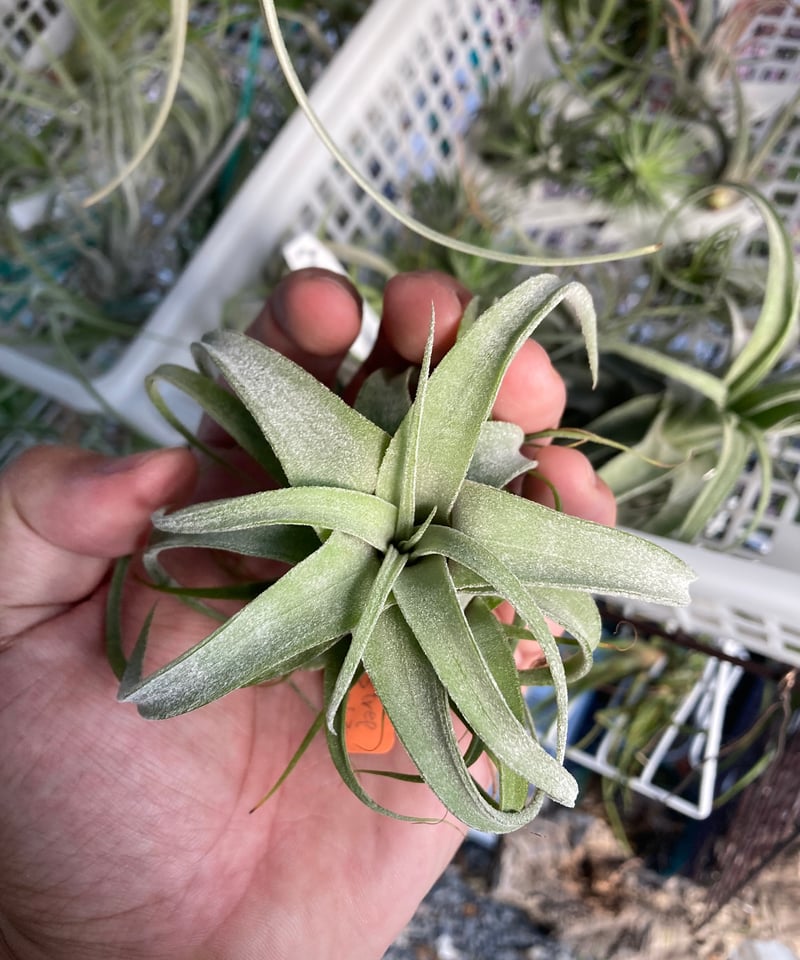 Tillandsia Bea Correale 速達発送 Bea Correale(streptophylla x