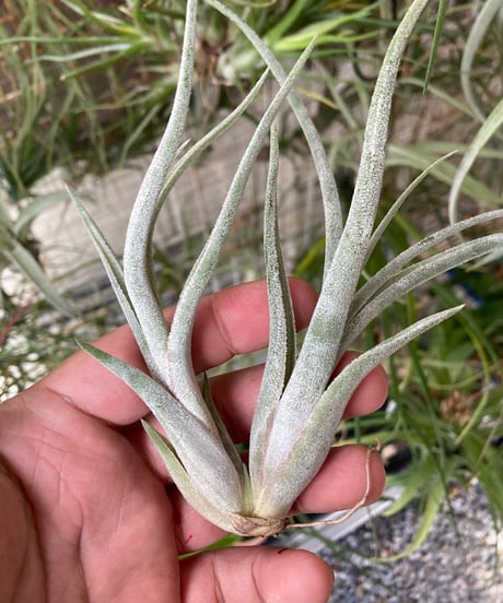CATEGORY Tillandsia | 【Good Field】エアープランツ専門店