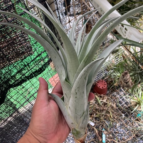 超希少❗️縞模様❗️サイズ特大❗️チランジア　ヒルダエ✨ 現品】チランジア・ヒルダエ T. hildae - Frontier Plants