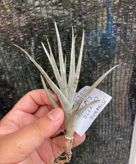 チランジア バードロックシンメトリー×ベアコレアレ♡ エアプランツ-ティランジア | クルール couleur