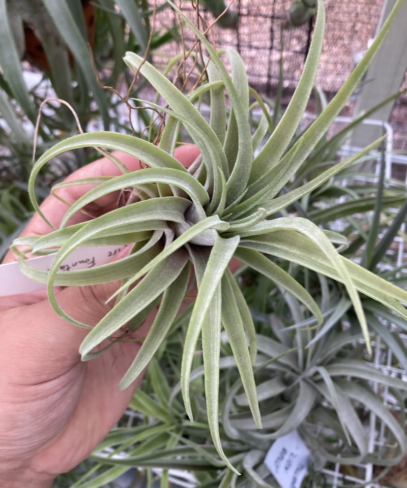 Tillandsia ionantha fuego x druid タイ産 Tillandsia ionantha fuego x druid タイ産