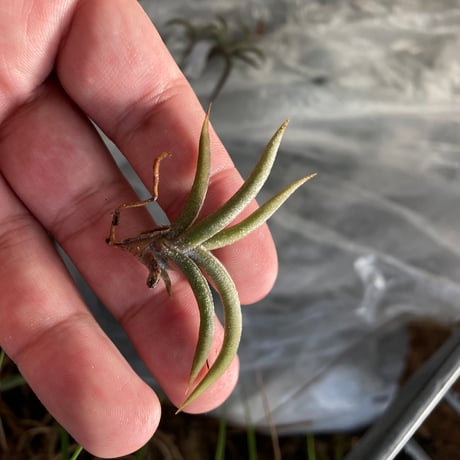 ティランジア | STORES