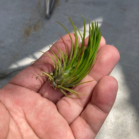 tillandsia | STORES