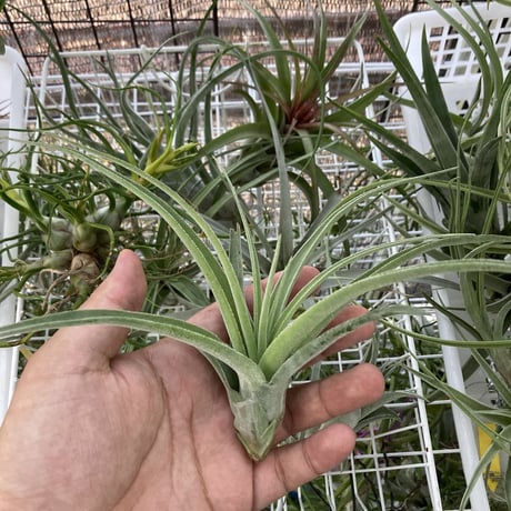 ワールドショップ キセロレッド①＋ストレプトフィラ①＋ドゥラティー① Amazon｜おしゃれ 観葉植物 エアープランツ：チランジア