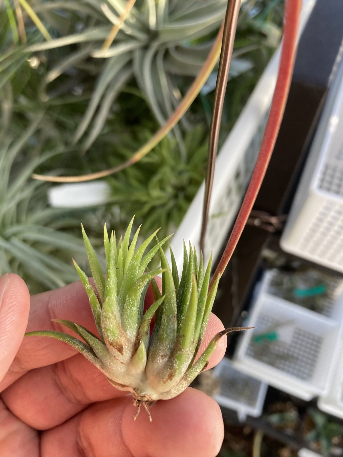 ブロメリア・エアープランツ Tillandsia Minnie White チランジア ミニー ホワイト Tillandsia 'Minnie White