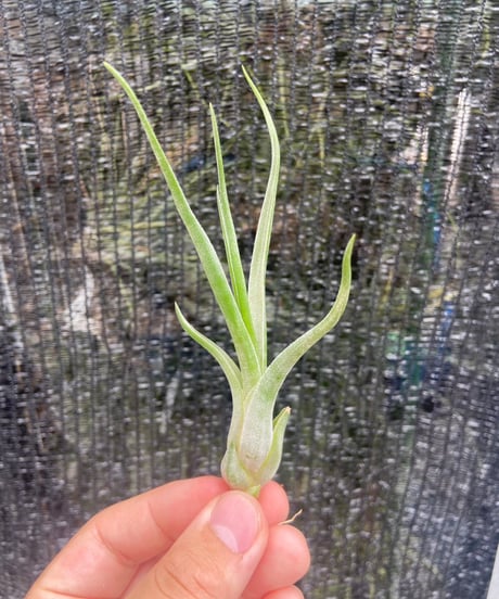 CATEGORY Tillandsia | 【Good Field】エアープランツ専門店