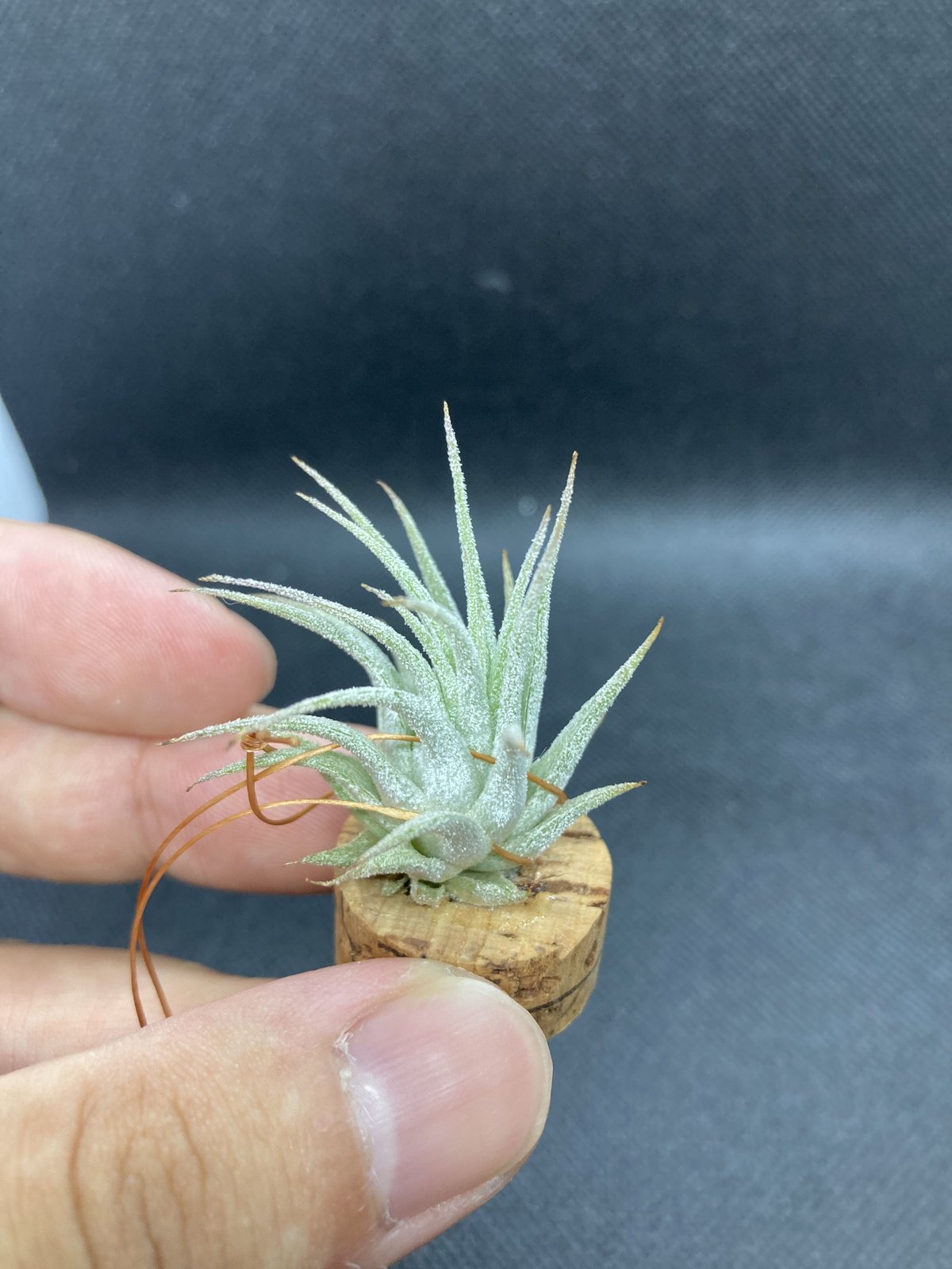 T.ionantha Bravo | 【Good Field】エアープランツ専門店