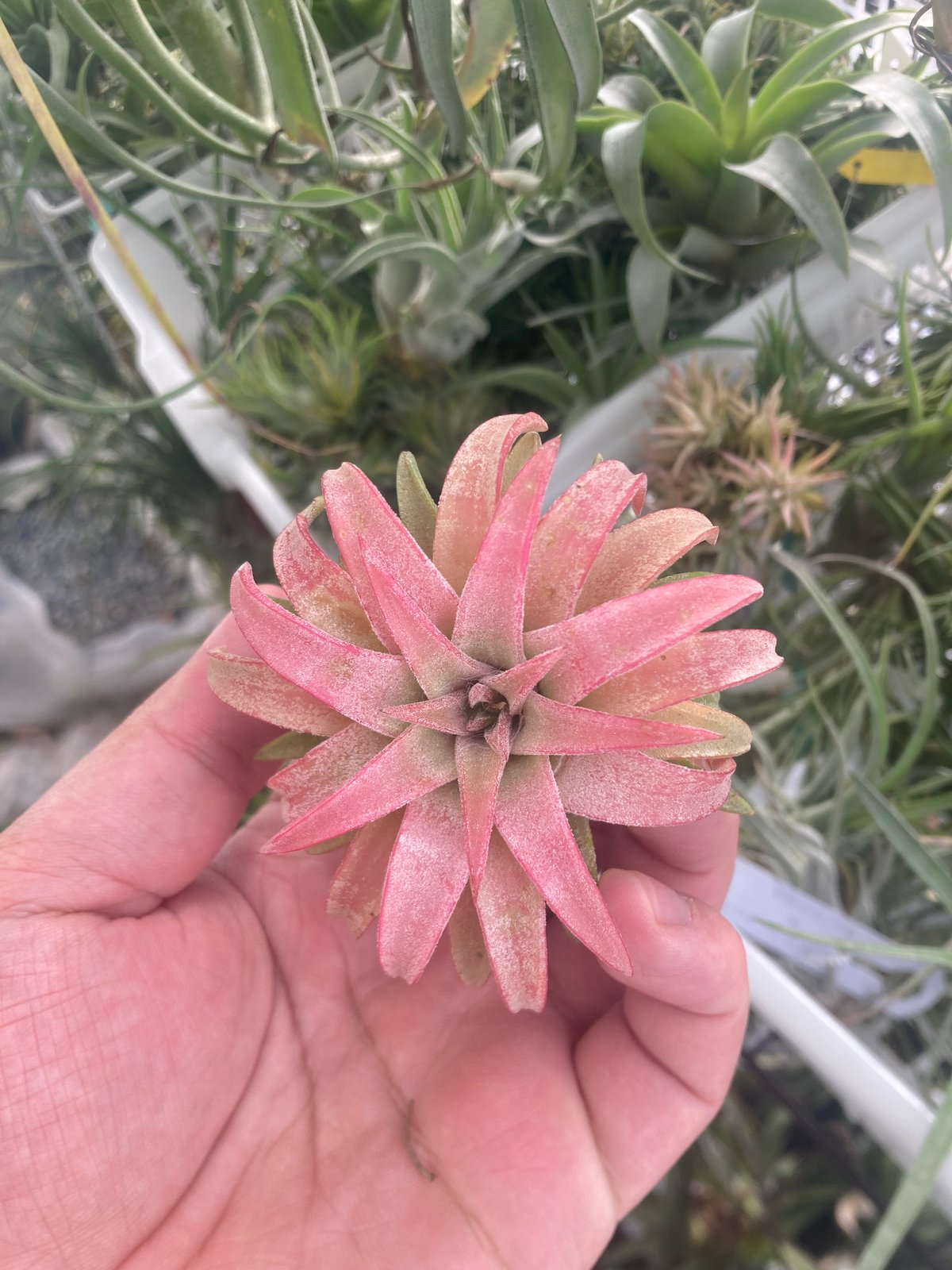 T.ionantha vanhyningii jumbo | 【Good Field】エアープ