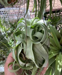 チランジア Pang Maralyn T.Pang Maralyn (xerographica×ionantha) | 【Good