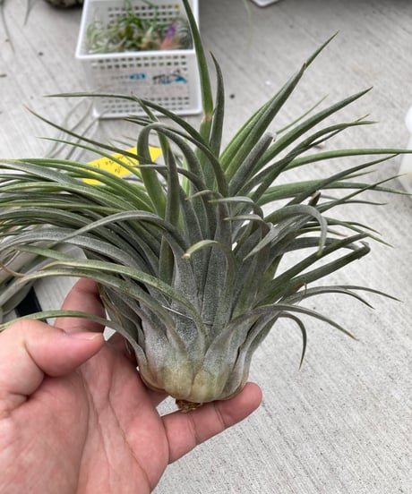 フラワー・ガーデニング Tillandsia cotagaitensis **50** フラワー・ガーデニング Tillandsia cotagaitensis **50** フラワー