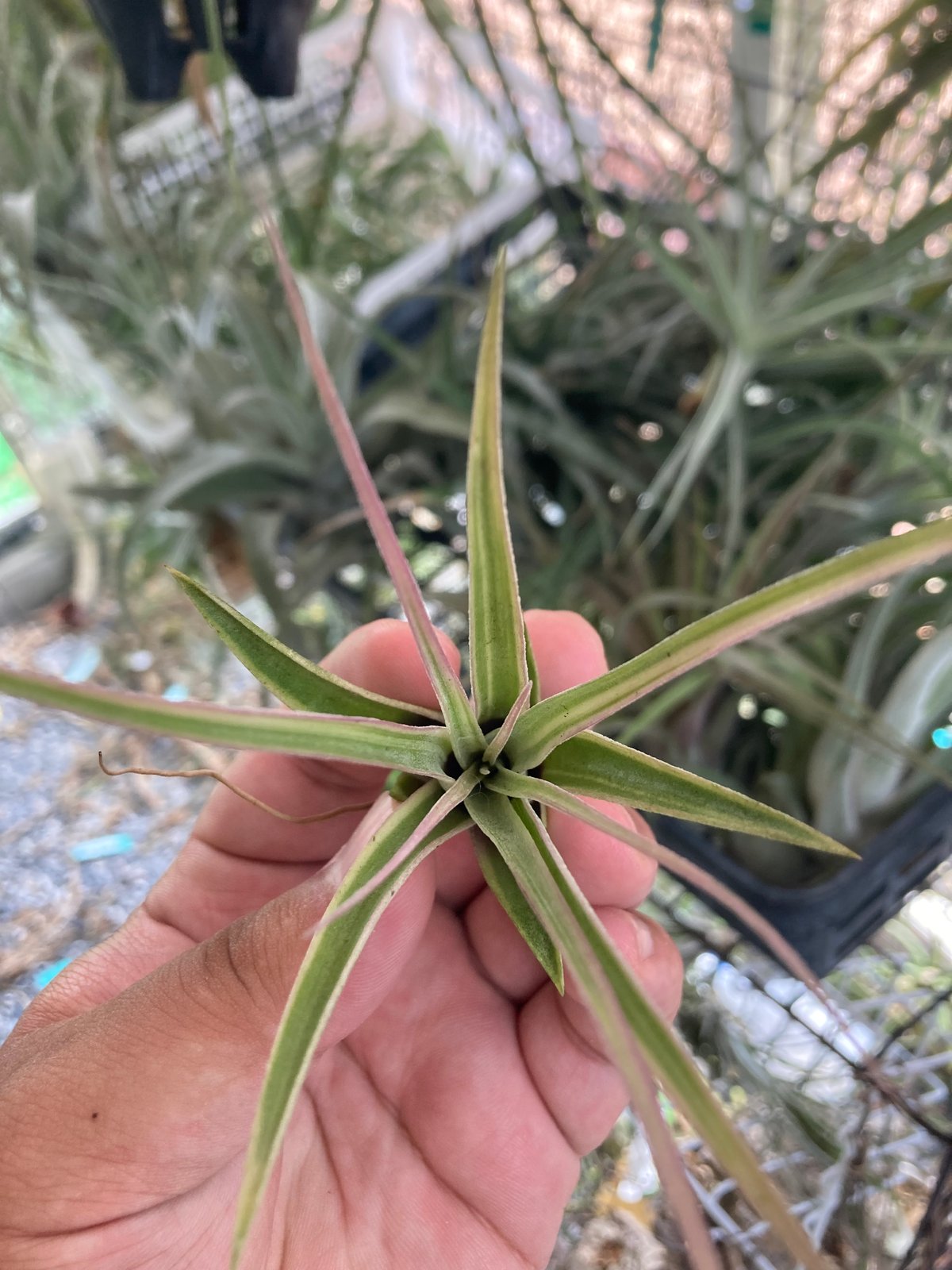 Eric Knobloch Variegated 速達発送 希少な斑入りティランジア・エリックノブロック・バリエガータ