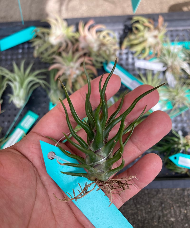 Ꭲ.bulbosa Tiny Dancer | 【Good Field】エアープランツ専門店 Ꭲ.bulbosa Tiny Dancer | 【Good Field】エアープランツ専門店