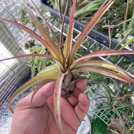 Tillandsia streptophylla Hybrid